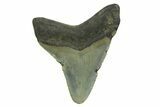 Fossil Megalodon Tooth - North Carolina #298870-1